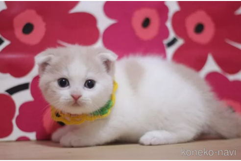 成約済の東京都のスコティッシュフォールド(折れ耳)-106559の2枚目